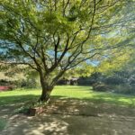 Blick in den Garten