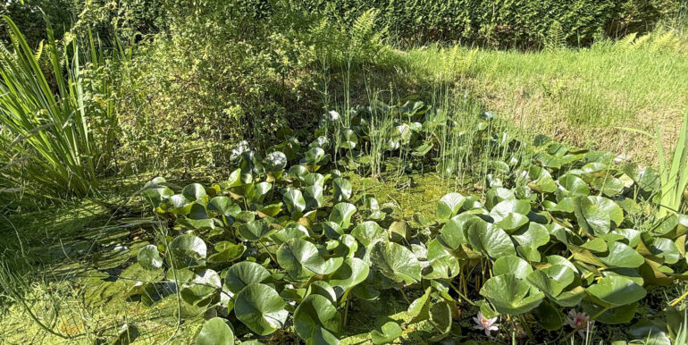 Teich