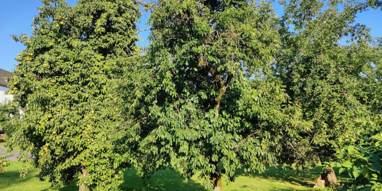 Obstbäume
